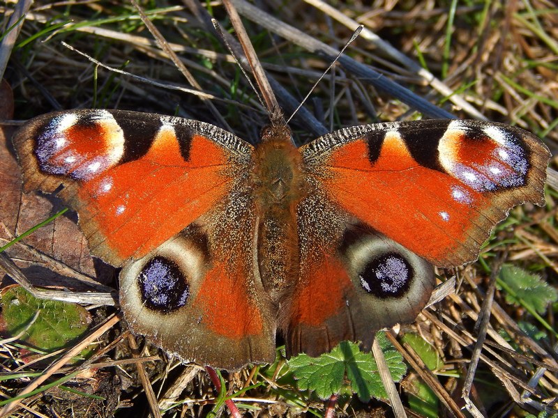 Parco del Ticino 9/2/14 :Aglais io